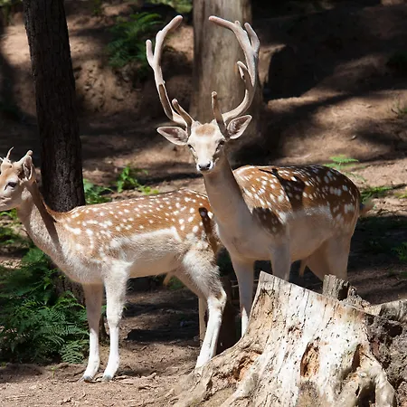 Otel Parque Serra Da Lousa