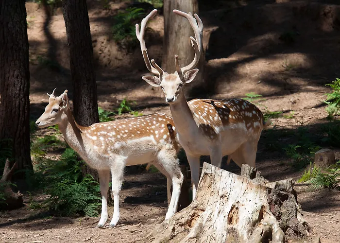 מלון Parque Serra Da Lousa