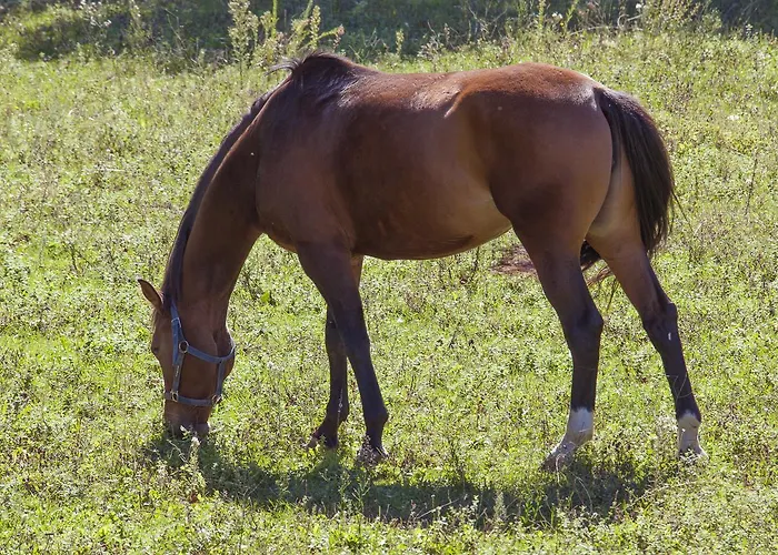 Parque Serra Da Lousa 4* Miranda do Corvo